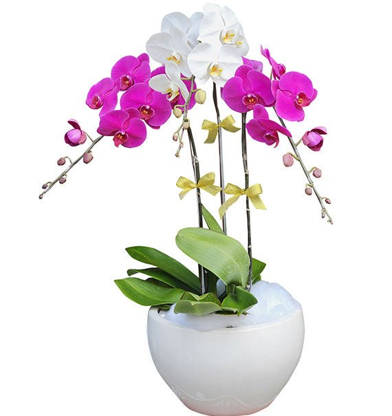 Beautiful Orchid Plants For Mom Vietnam