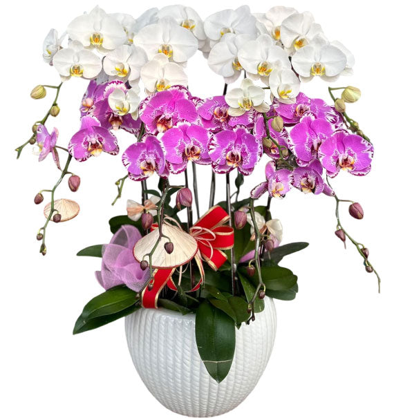 Best Mom Orchid Plants Vietnam