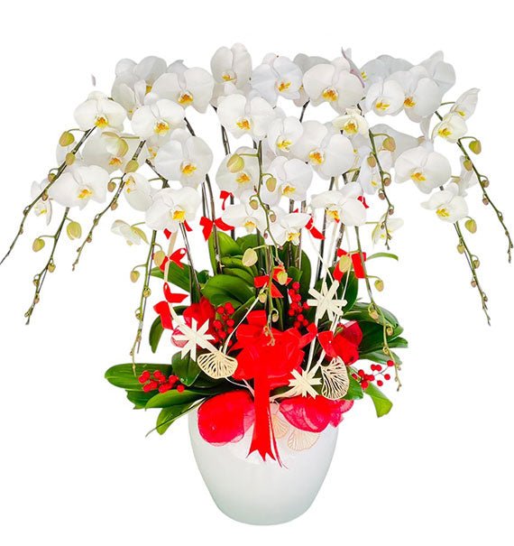 Best Mom Orchid Plants Vietnam