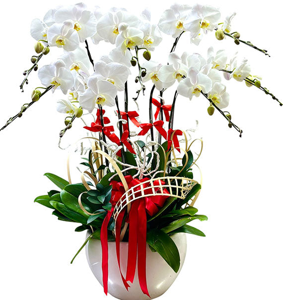 Best Orchid Plant For Mothers Day Vietnam