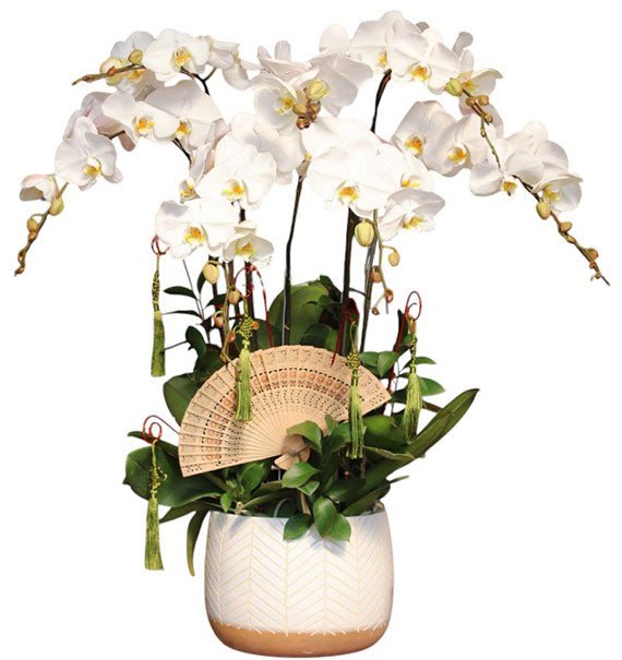 Best Orchid Plant For Mothers Day Vietnam