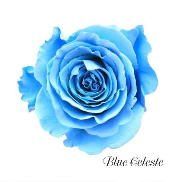 Blue Celeste Ecuador Rose Vietnam