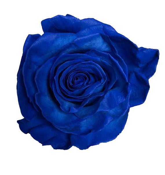Blue Ecuador Rose Vietnam