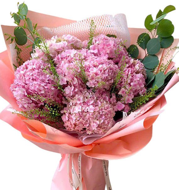 Blush Pink Hydrangeas Vietnam