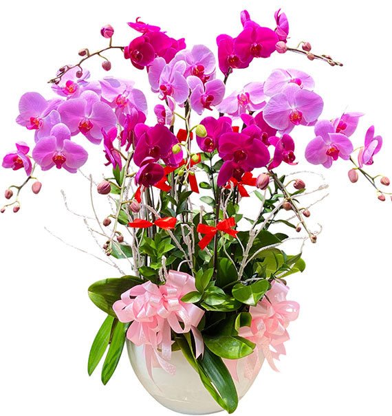 Celebrate Mom With Orchid Pot Vietnam