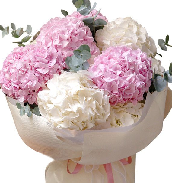 Cotton Cloud Hydrangeas Vietnam