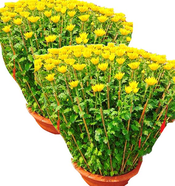 Double Potted Yellow Chrysanthemum For Tet Vietnam