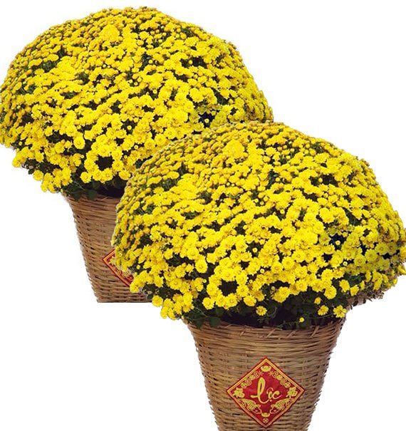 Double Potted Yellow Mums For Tet Vietnam