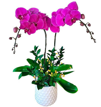 Double Purple Orchid Pot For Tet