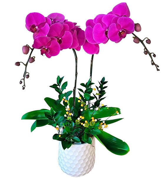 Double Purple Orchid Pot For Tet Vietnam