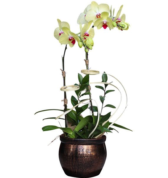 Double Yellow Orchid Pot For Tet Vietnam
