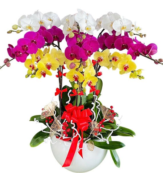 Elegant Orchid Gift For Womens Day Vietnam