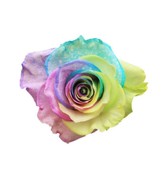 Fancy Cake Ecuador Rose Vietnam