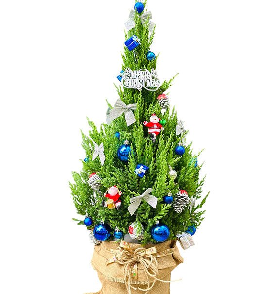 Fresh Christmas Tree Vietnam