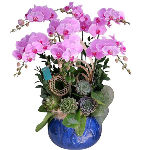 Funeral Orchid Delivery Vietnam