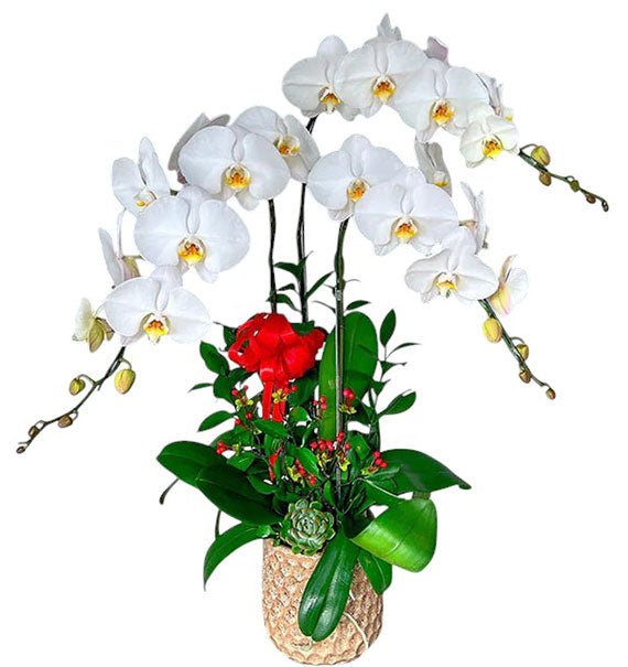 Funeral White Orchid In Vase Vietnam