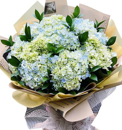 Get Well Hydrangea Bouquet
