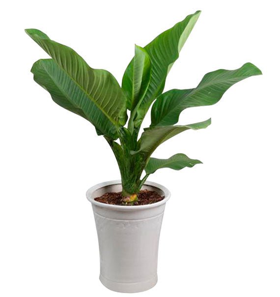 A Pot Of Green Aglaonema Tree Vietnam