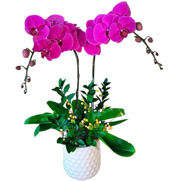 Happy Womens Day Orchid Pot Vietnam