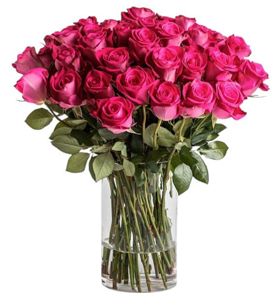 Hot Pink Ecuadorian Roses In Vase Vietnam