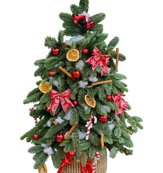 Jolly Fir Christmas Tree Vietnam