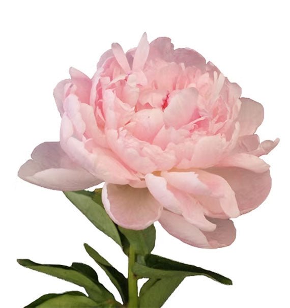Light Pink Peony