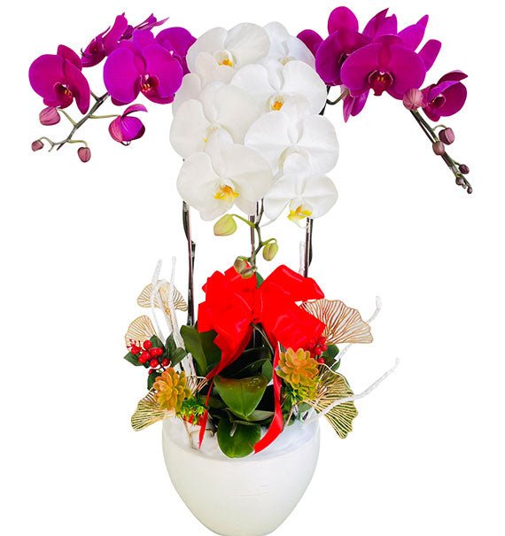 Lunar Elegance Orchid Tet Vietnam