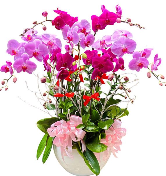 Lunar Orchid Harmony Tet Vietnam