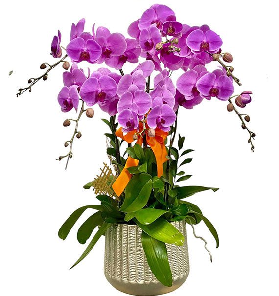 Meaningful Orchid For Womens Day Vietnam