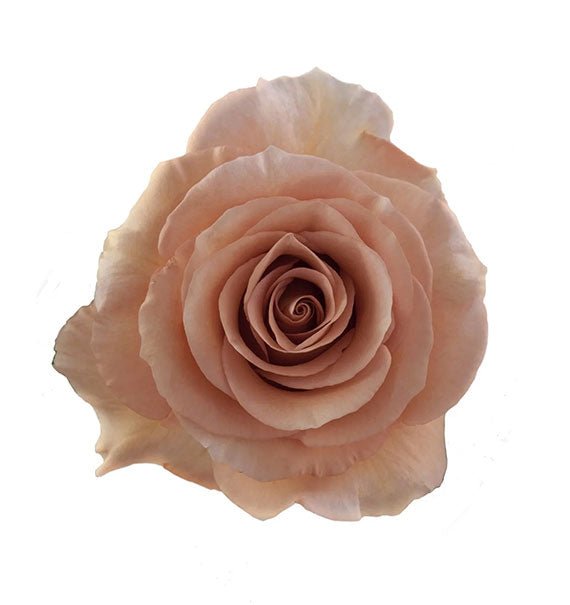 Moab Ecuador Rose Vietnam