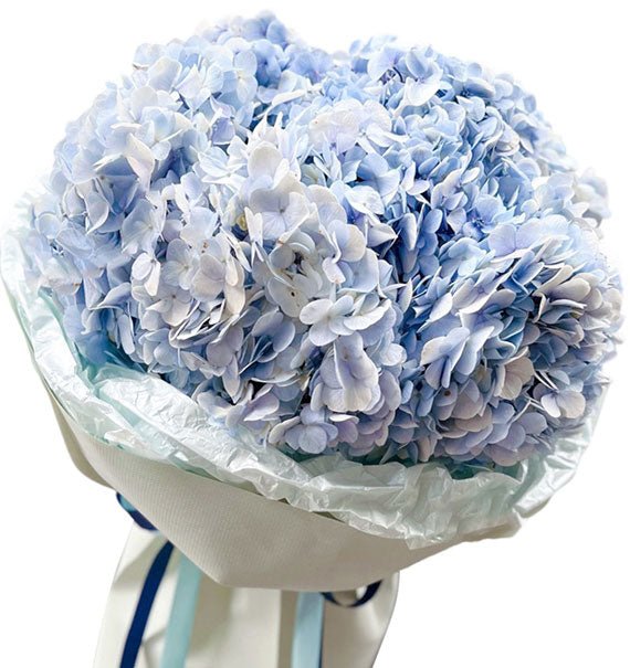 Moonlight Hydrangeas Vietnam