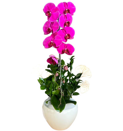 Mother’s Day Orchid Plant