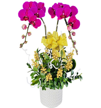 Mother’s Day Potted Orchids