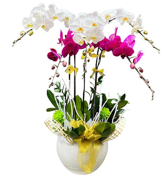 Multicolor Orchid Plants For Mom Vietnam