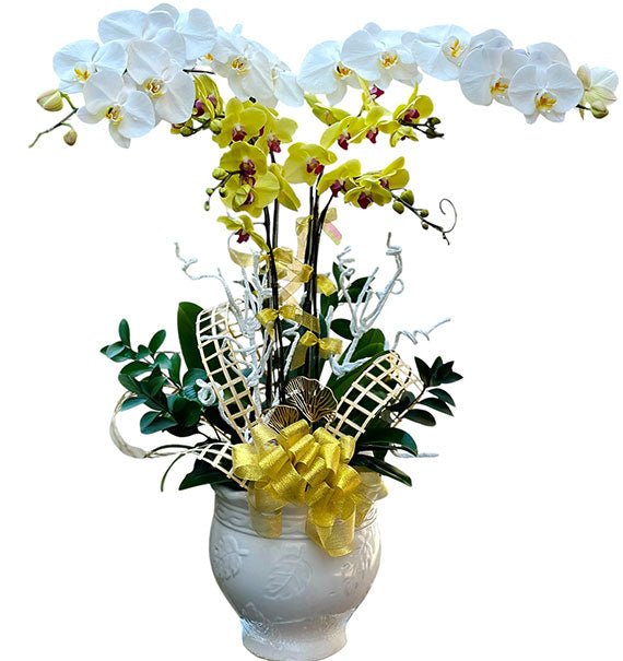 New Year Orchid Bloom Tet Vietnam