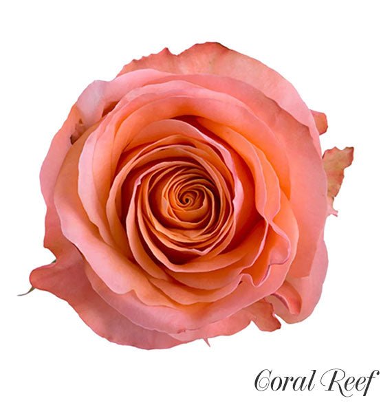 Orange Coral Reef Ecuadorian Rose Vietnam