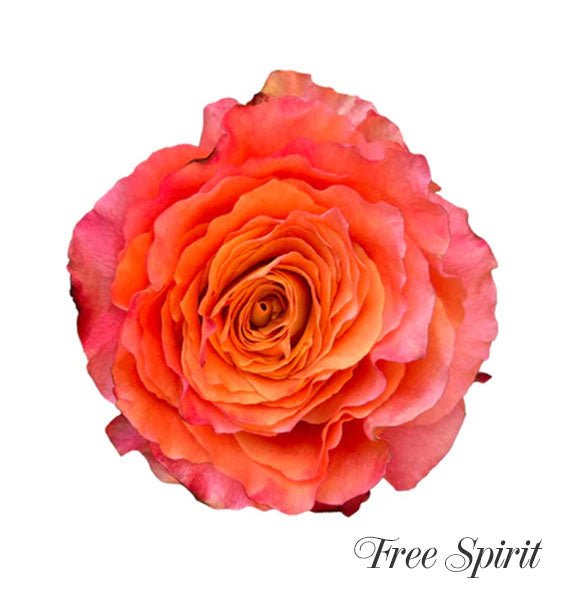 Orange Free Spirit Ecuadorian Rose Vietnam