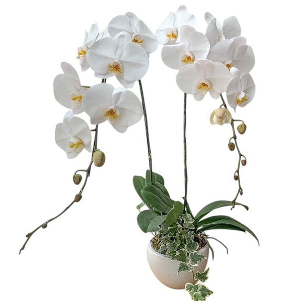 Orchid Plants For Mothers Day Vietnam