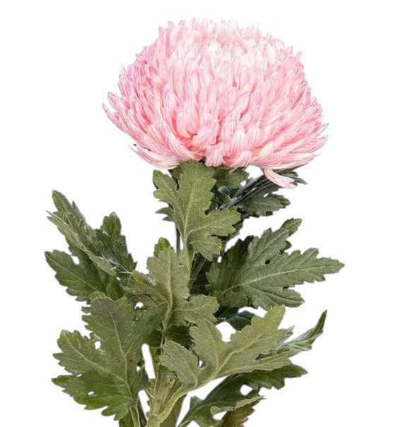peony chrysanthemum light pink