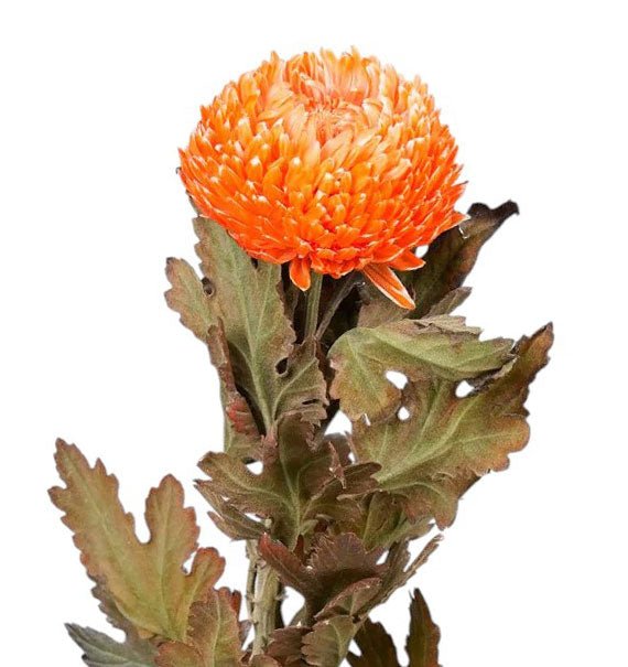 peony chrysanthemum orange