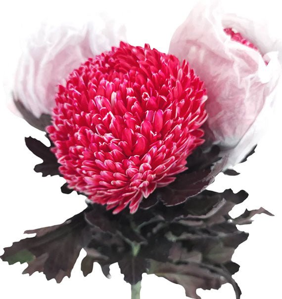 peony chrysanthemum red