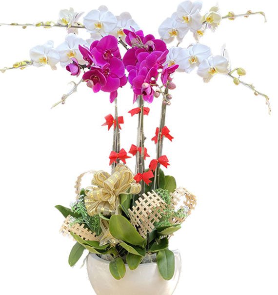 Phalaenopsis Orchid of Luck Tet Vietnam