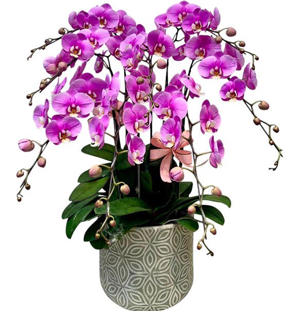 Phalaenopsis Orchids For Sympathy Vietnam