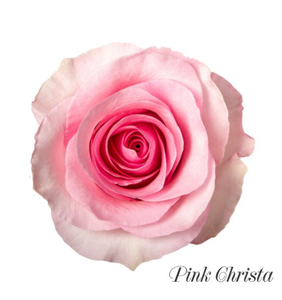Pink Christa Ecuadorian Rose Vietnam