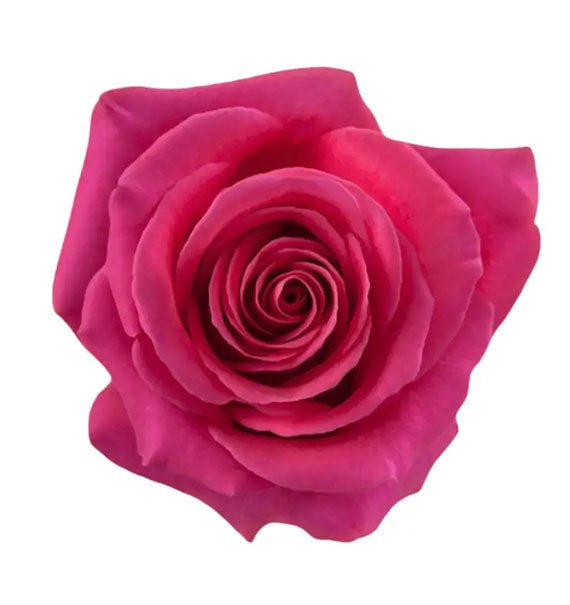 Pink  Floyd Hot Pink Ecuadorian Rose