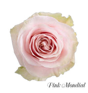 Pink Mondial