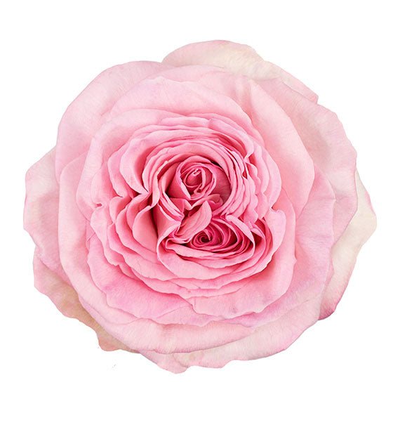 Pink Ohara Ecuadorian Rose Vietnam