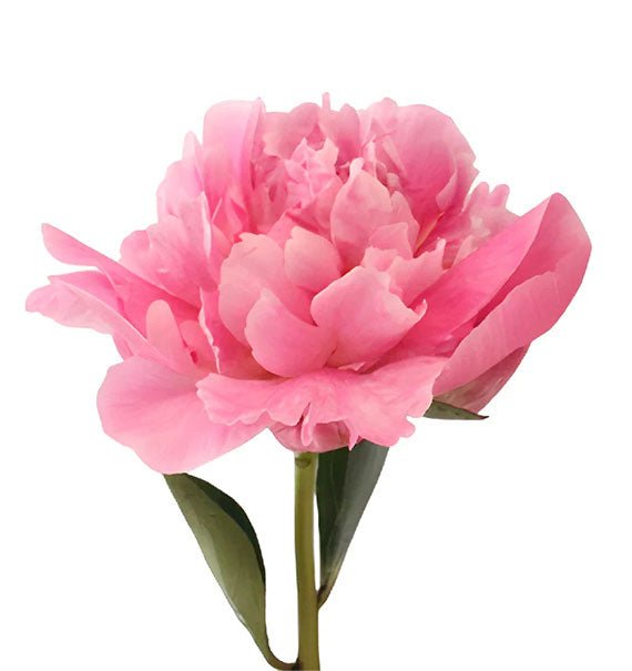 Pink Peony
