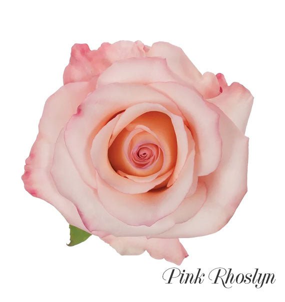 Pink Rhoslyn Ecuadorian Rose Vietnam