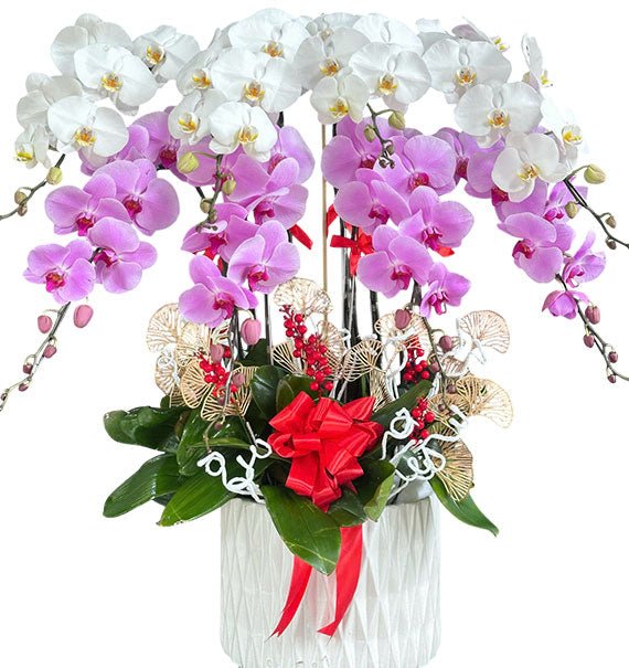 Potted Mixed Orchid For Women's Day Vietnam